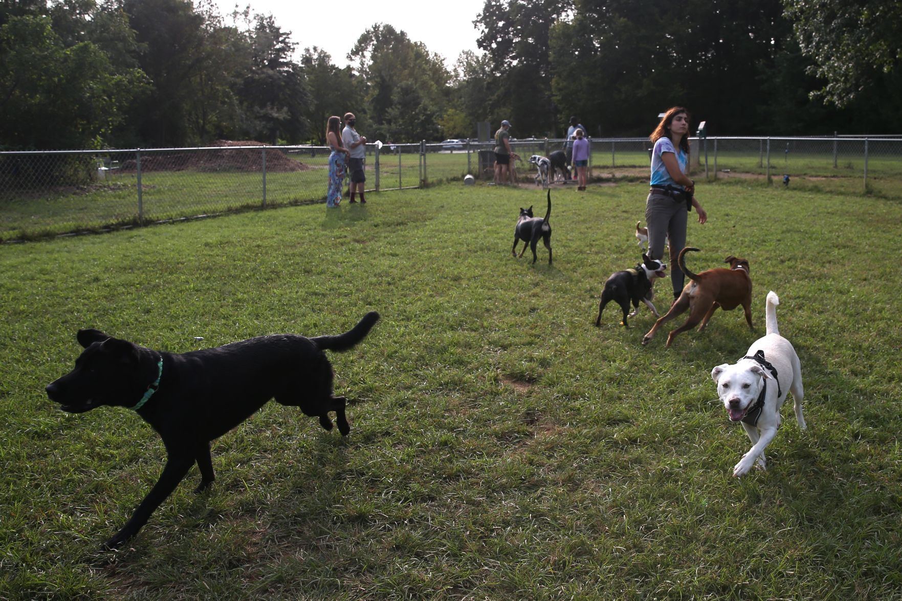 202009015_cdp_news_ dog park214.JPG